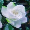 mirabarnett273